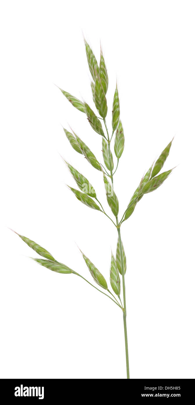 junger Rasen (Bromus Hordaceus) auf weißem Hintergrund Stockfoto