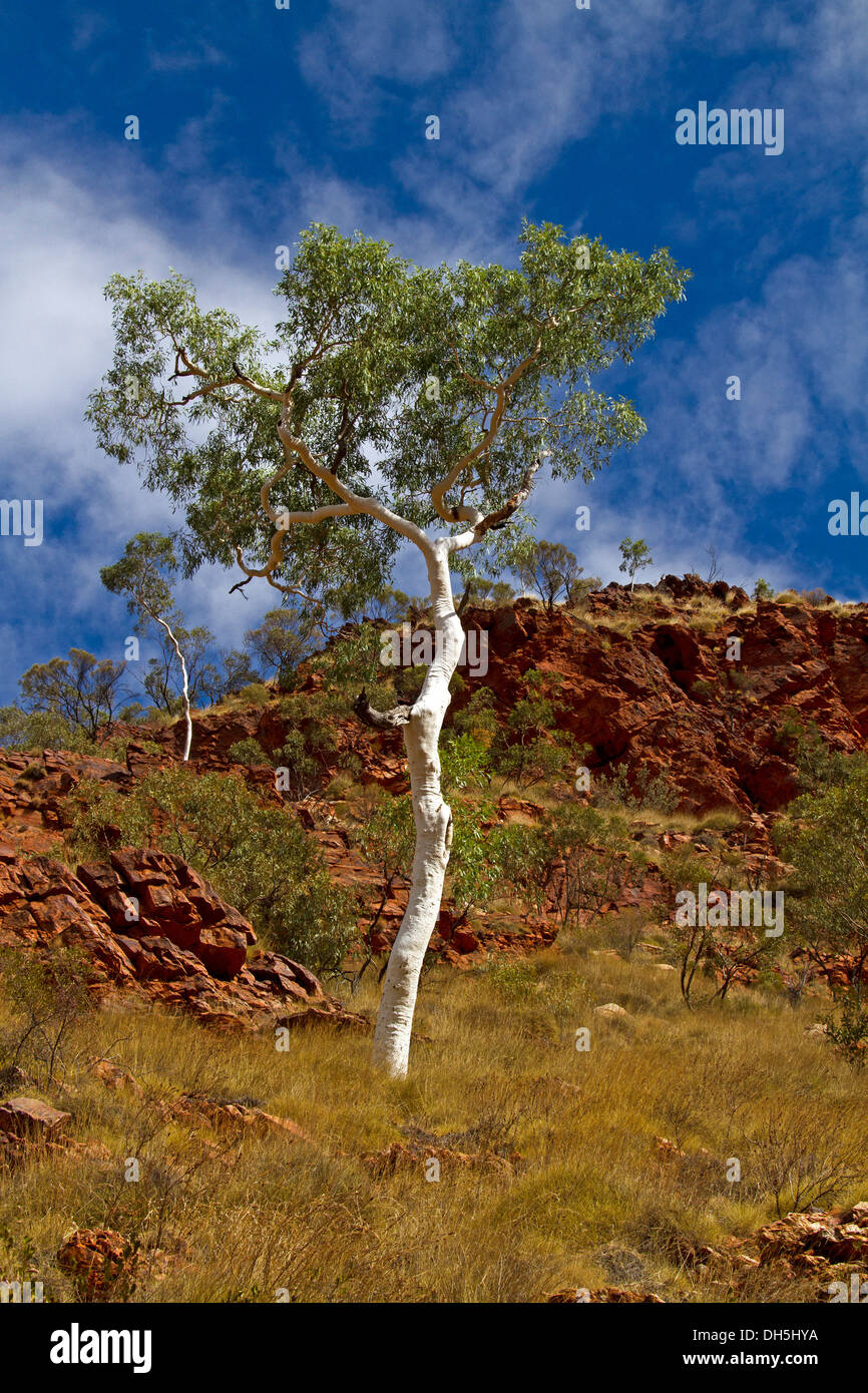 Felsigen Hügel im Outback Australien mit dunkelgrünem Laub der legendären weißen Bündelfunk Ghost Gum in blauen Himmel aufsteigt Stockfoto