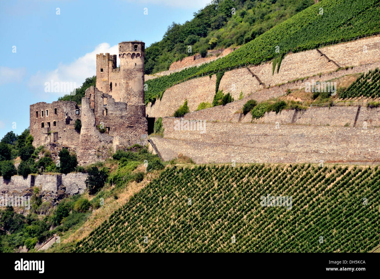 Ruine der Burg Ehrenfels in der Nähe von Assmannshausen, UNESCO World Heritage Kulturlandschaft Oberes Mittelrheintal, Hessen Stockfoto