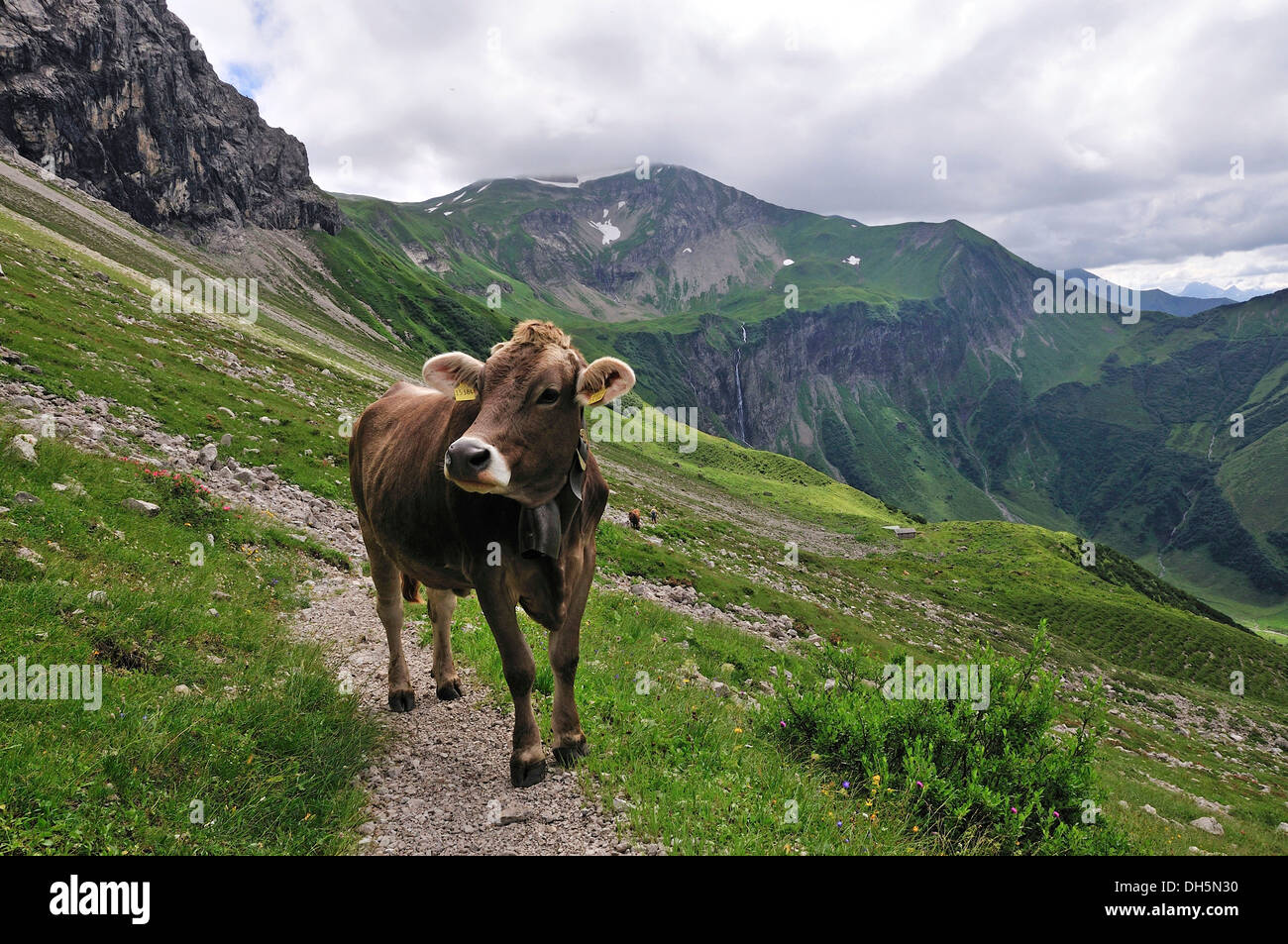 Junge Kuh (Bos Primigenius Taurus), Oytal-Tal in Oberstdorf, Allgäuer Alpen, Allgäu, Bayern, PublicGround Stockfoto