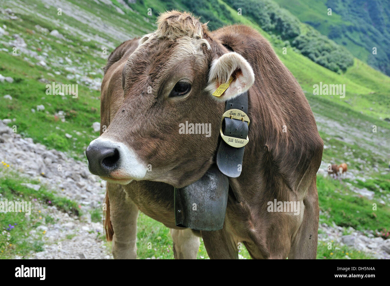 Junge Kuh (Bos Primigenius Taurus), Oytal-Tal in Oberstdorf, Allgäuer Alpen, Allgäu, Bayern, PublicGround Stockfoto