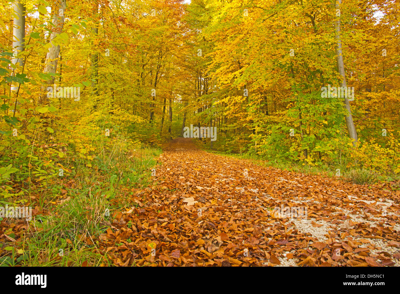 Herbstlichen Wald, Buche (Fagus Sylvatica), Schwäbische Alb, Baden-Württemberg Stockfoto