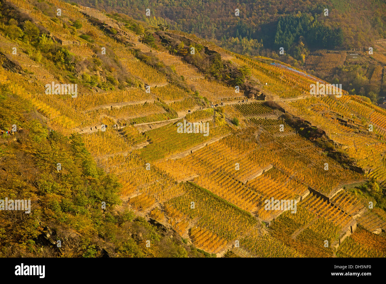 Rot Wein Wanderweg aus Mayschoss, Dernau, Weinberge im Herbst, Ahrtal, Anbaugebiet der Pinot Noir roten Weintraube Stockfoto