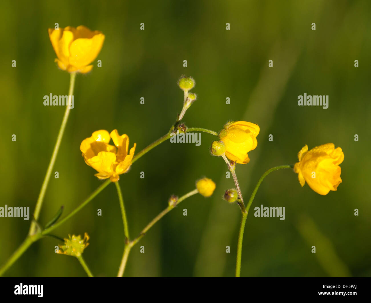 Knolligen Hahnenfuß (Ranunculus Bulbosus) Stockfoto