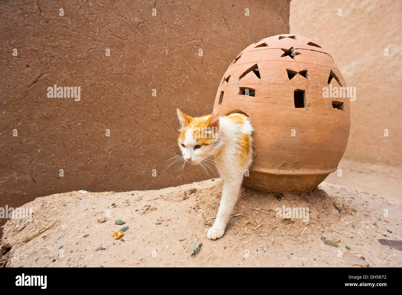 Eine junge Katze klettert aus eine reich verzierte Lampe Kugel aus Ton, Marokko, Afrika Stockfoto
