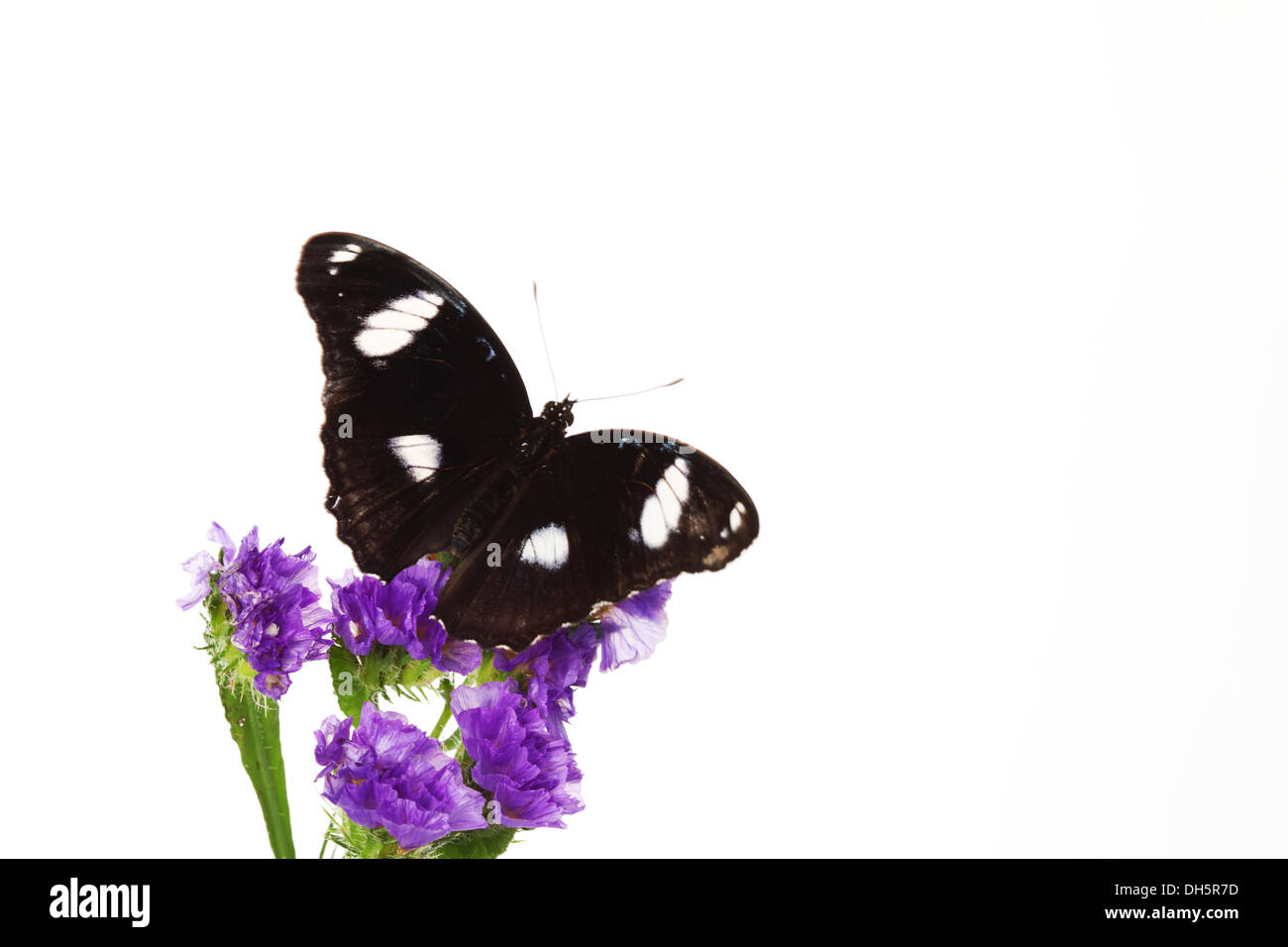 Hypolimnas Bolina auf violette Blume Nahaufnahme Stockfoto