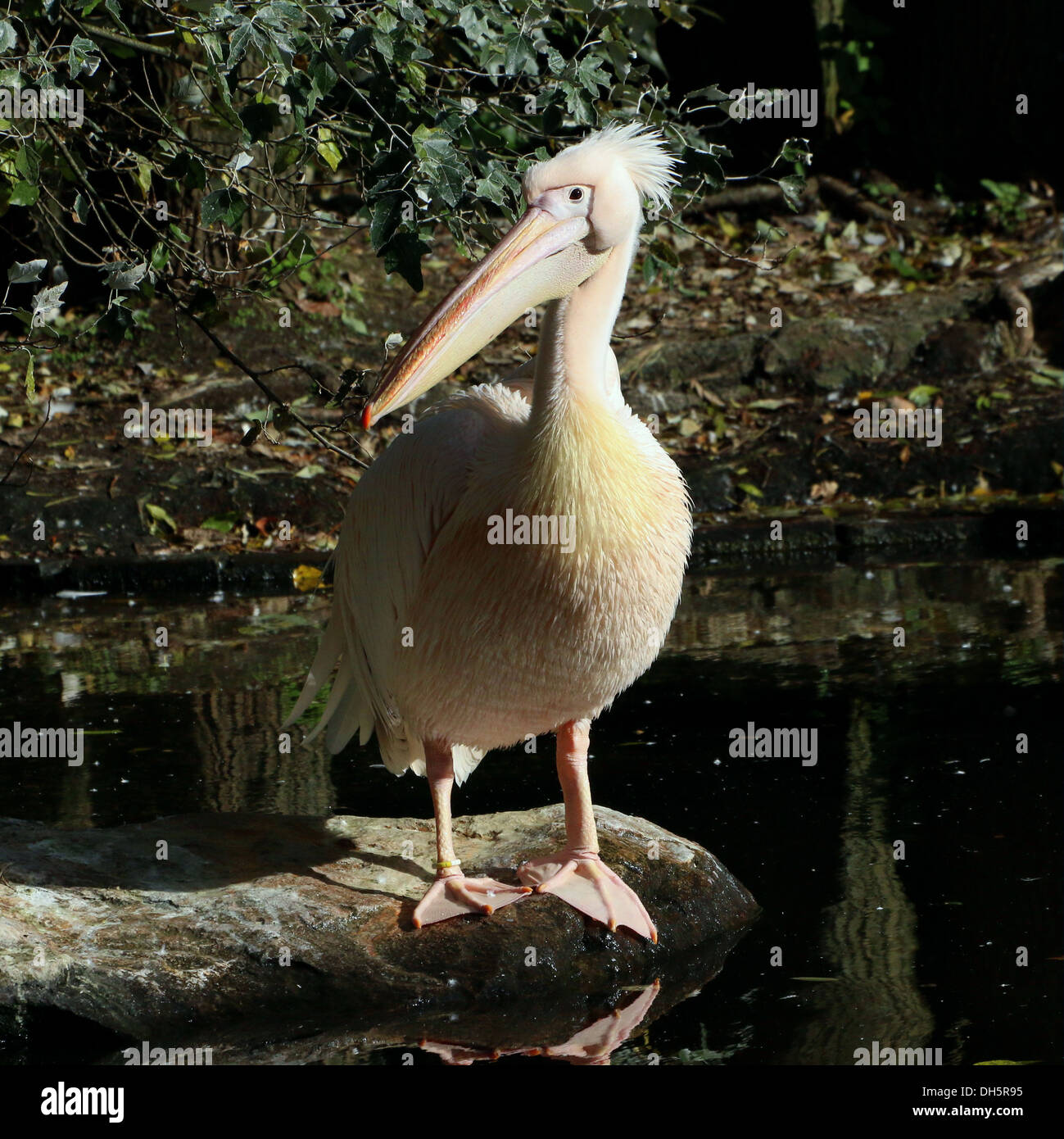 Großen weißen Pelikan (Pelecanus Onocrotalus) im Zoo Emmen Stockfoto