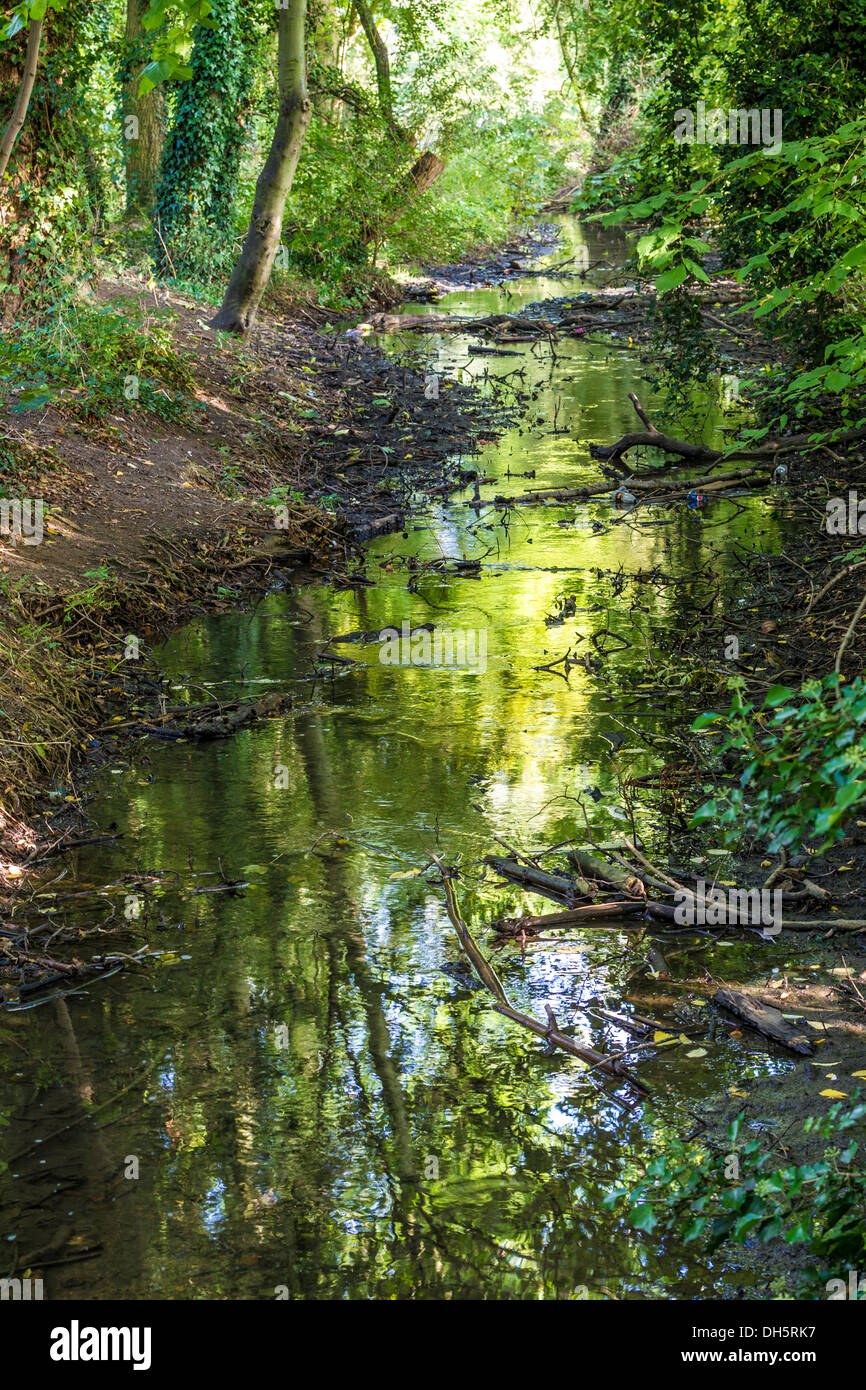 Reflexion der Bäume in der Bach durch die Spinney in Abington Park. Northampton. Stockfoto