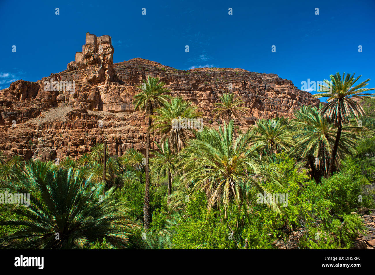 Agadir Aguelluy, befestigte Burg auf einem Felsen Datum Palmen (Phoenix) auf Vorderseite, Amtoudi, Anti-Atlas oder weniger Atlas-Gebirge Stockfoto