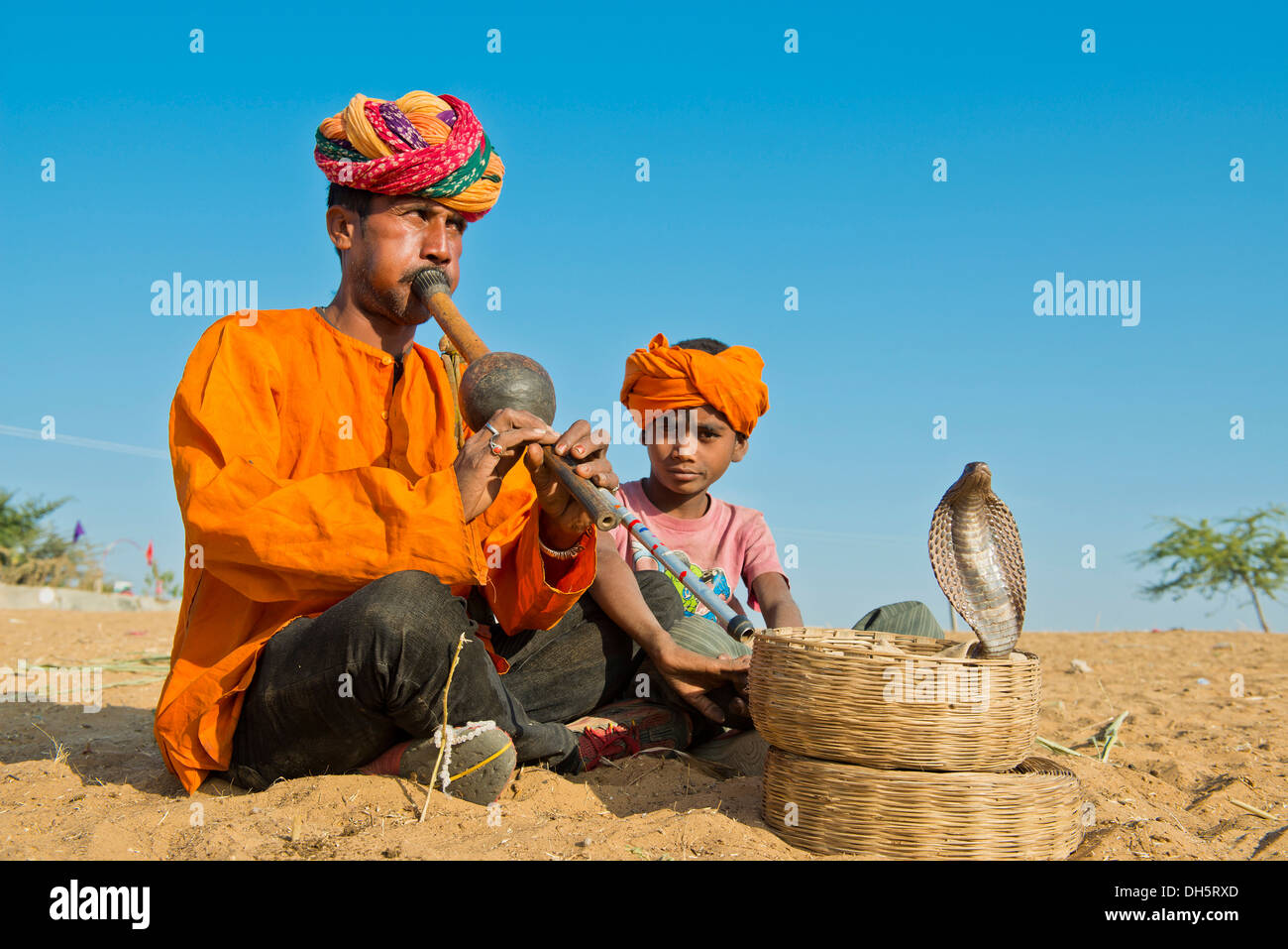 Snake Charmer, Rajasthani, mit bunten Turban spielt Querflöte, Cobra oder Naja Wicklung aus einem Korb vor ihm Stockfoto