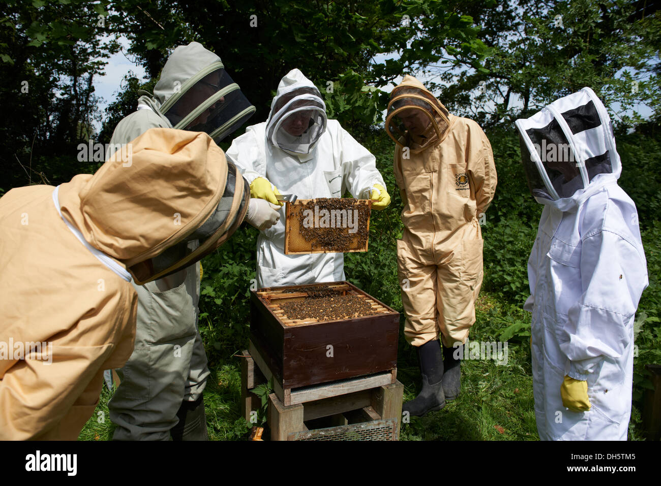 Bienenzucht bei der Inspektion eines Bienenstocks von europäischen Honigbienen auf der kent-Landseite Stockfoto