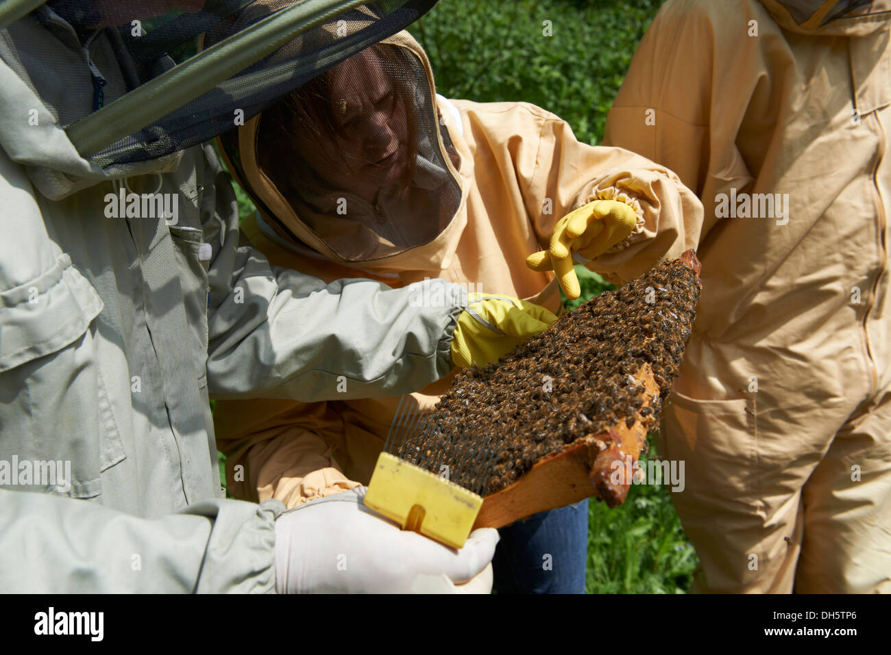 Bienenzucht bei der Inspektion eines Bienenstocks von europäischen Honigbienen auf der kent-Landseite Stockfoto