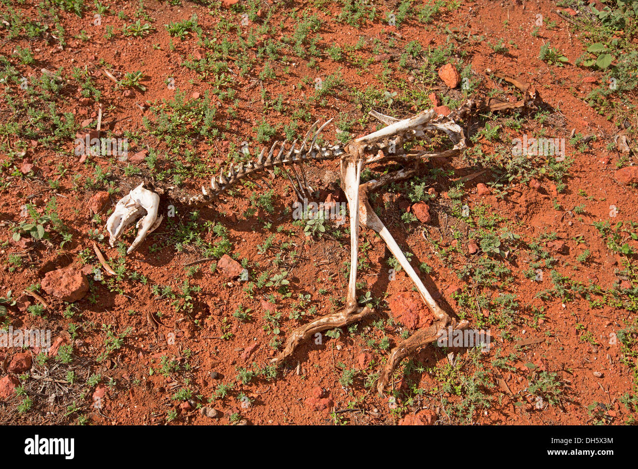 Skelett von Känguru auf roter Erde des australischen outback, Symbol der Risiken Reisende Gesicht, als unvorbereitet für eine Wüste Reise Stockfoto