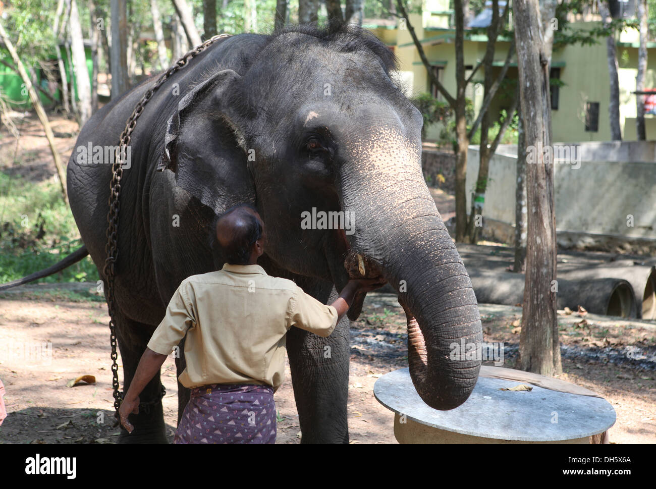 Mahout Fütterung eines asiatischen Elefanten (Elephas Maximus), Kappukadu Elephant Rehabilitation Centre, Indien. Stockfoto