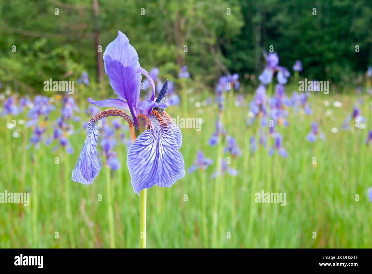 Sibirische Schwertlilie (Iris Sibirica), Nordhessen, Hessen, Deutschland Stockfoto