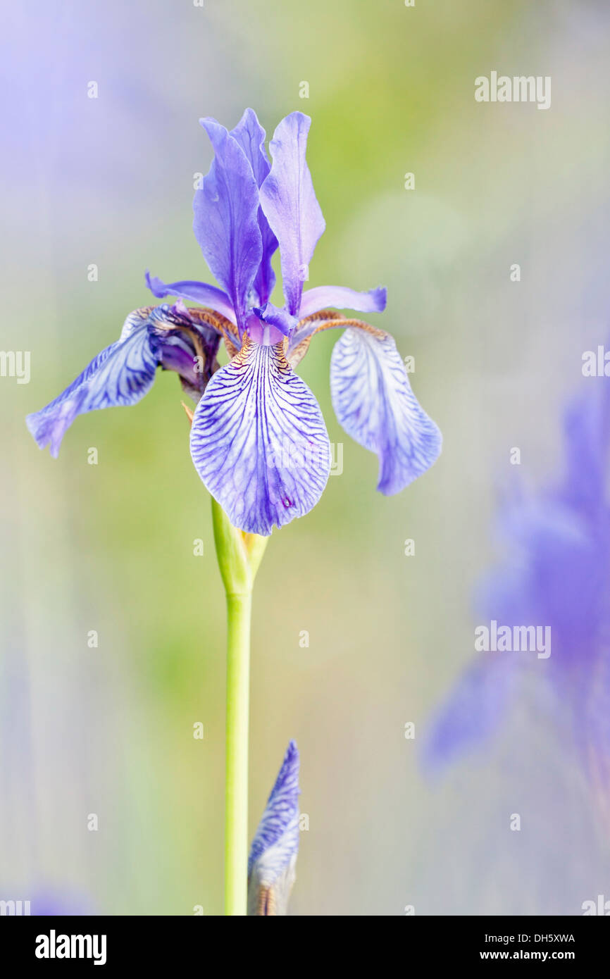 Sibirische Schwertlilie (Iris Sibirica), Nordhessen, Hessen, Deutschland Stockfoto