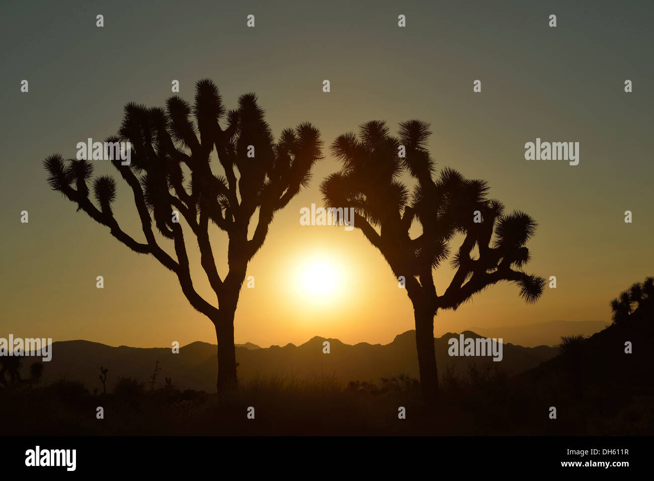 Sonnenuntergang, Joshua Bäume (Yucca Brevifolia), Joshua Tree National Park, Mojave-Wüste, Kalifornien, USA Stockfoto