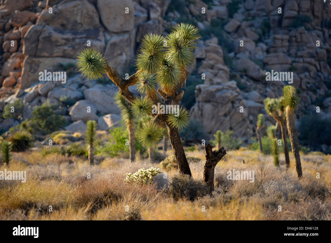 Joshua Bäume (Yucca Brevifolia), Hidden Valley, Joshua Tree Nationalpark, Mojave-Wüste, Kalifornien, USA Stockfoto