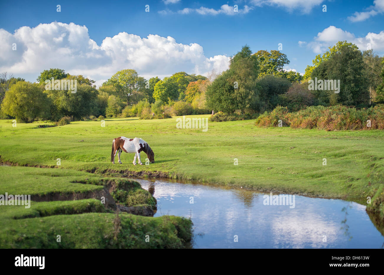 Braun und weiß getuppelte Pferde grasen auf einem grünen Feld mit Bäumen dahinter, blauem Himmel und flauschigen weißen Wolken darüber mit Fluss durch die Mitte Stockfoto