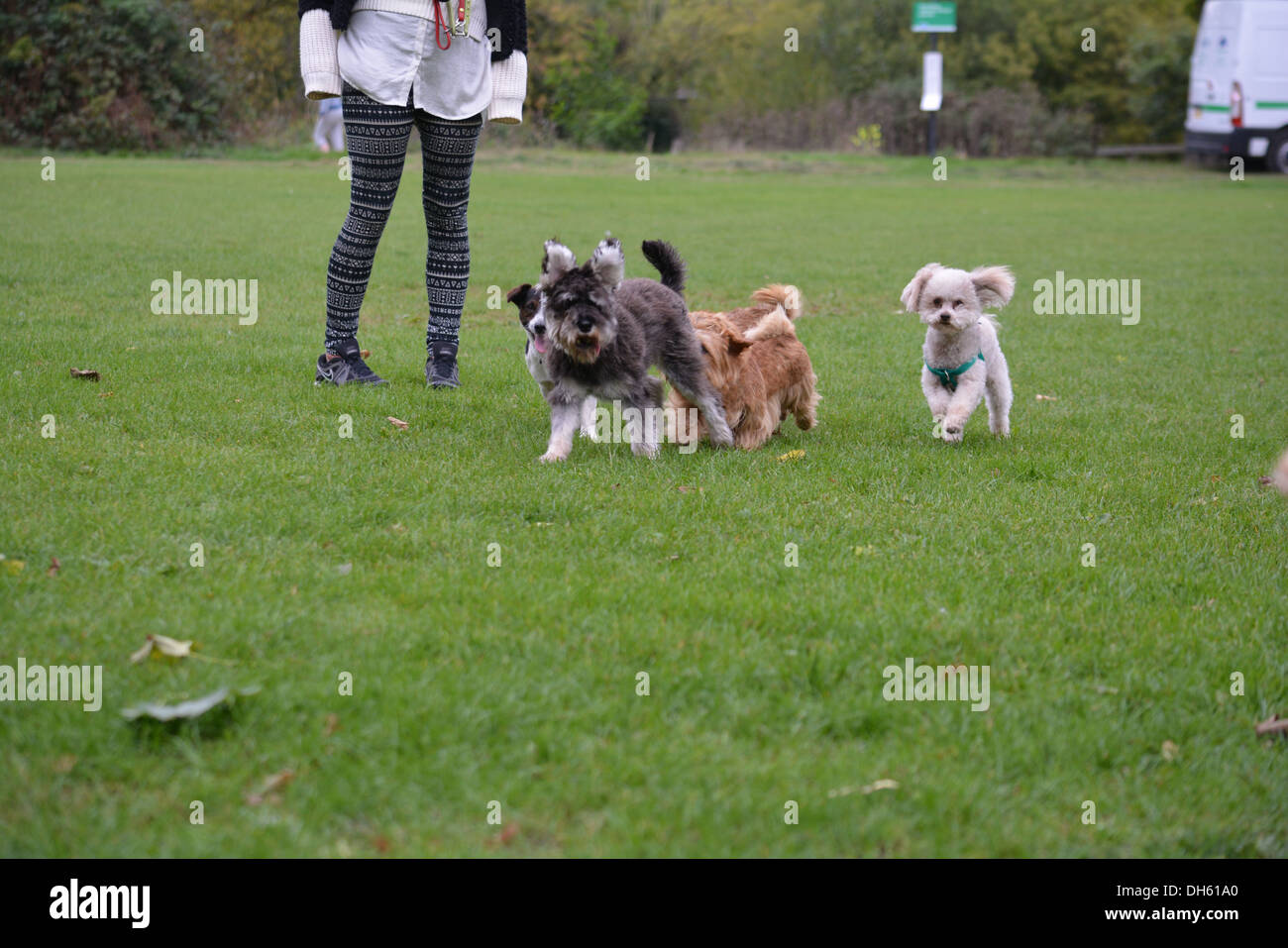 Rudel Hunde werden im Park ging. Stockfoto