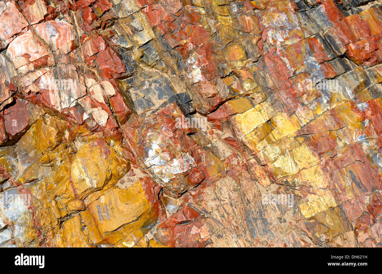 Versteinerte Bäume, fossiles Holz, Querschnitt, Petrified Forest State Park, Utah, Südwesten der USA, USA Stockfoto