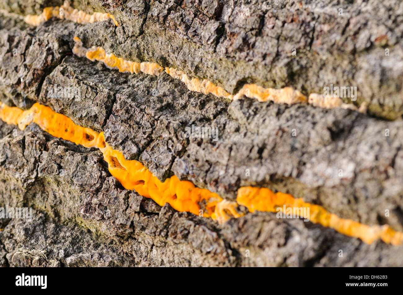 Orange Pilze wachsen auf der Rinde eines Baumes Stockfoto