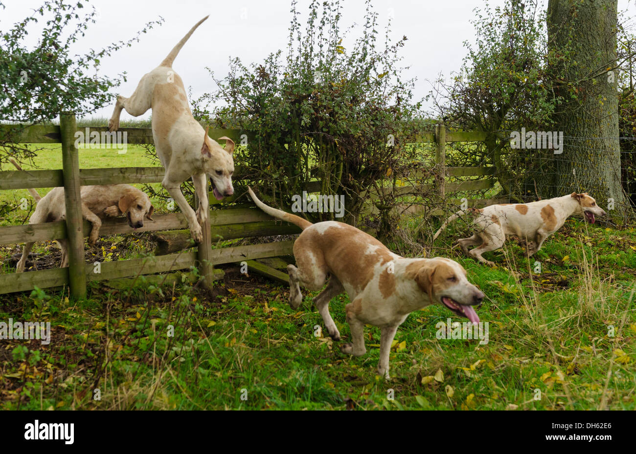 Queniborough, Leicestershire, UK.  1. November 2103. Quorn Hunt Foxhounds zeigen ihre Beweglichkeit bei ihrem Treffen am 1. November, traditionelle Beginn der Jagdsaison Fuchs. Bildnachweis: Nico Morgan/Alamy Live-Nachrichten Stockfoto