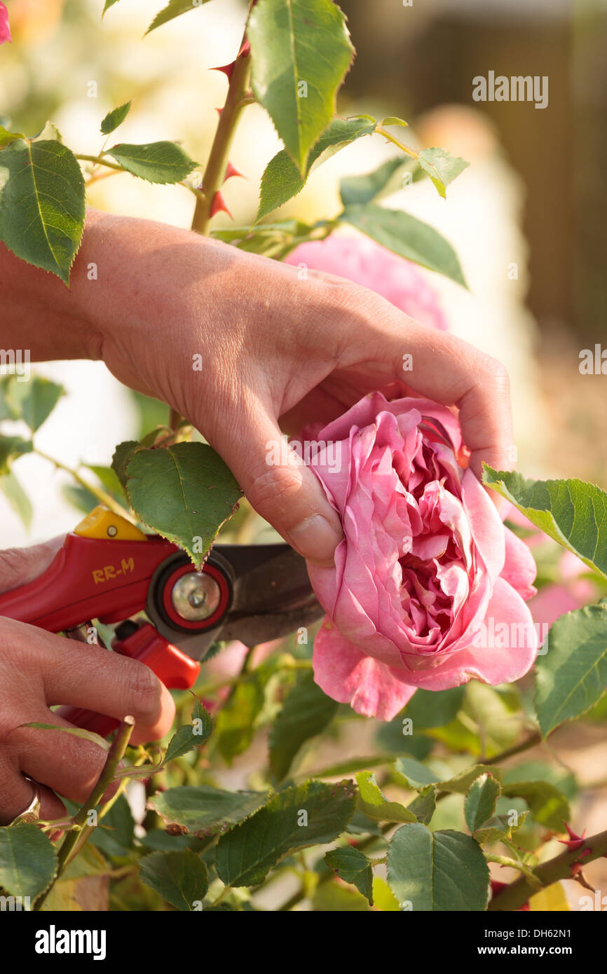 Frau tot Rubrik Rosen Stockfoto