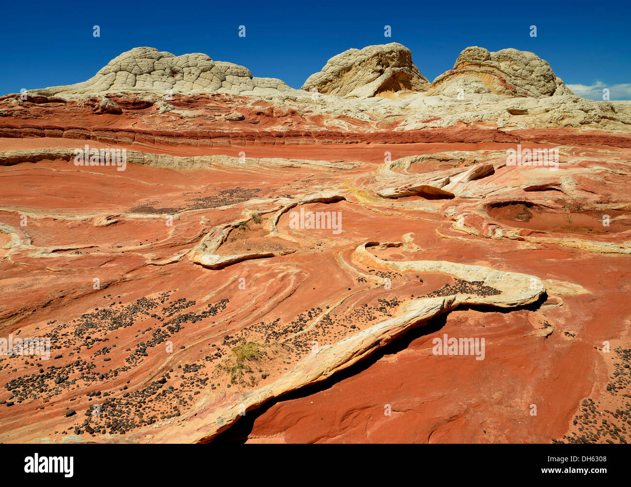 Gehirn-Felsen am White Pocket, ausgewaschene Navajo Sandsteinfelsen mit Liesegang Bands oder Liesegang-Ringe, Pareah Paria Plateau, Stockfoto