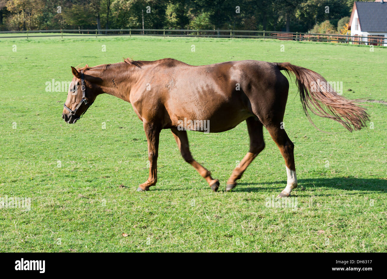 Braun pferd galopp Fotos und Bildmaterial in hoher Auflösung Alamy