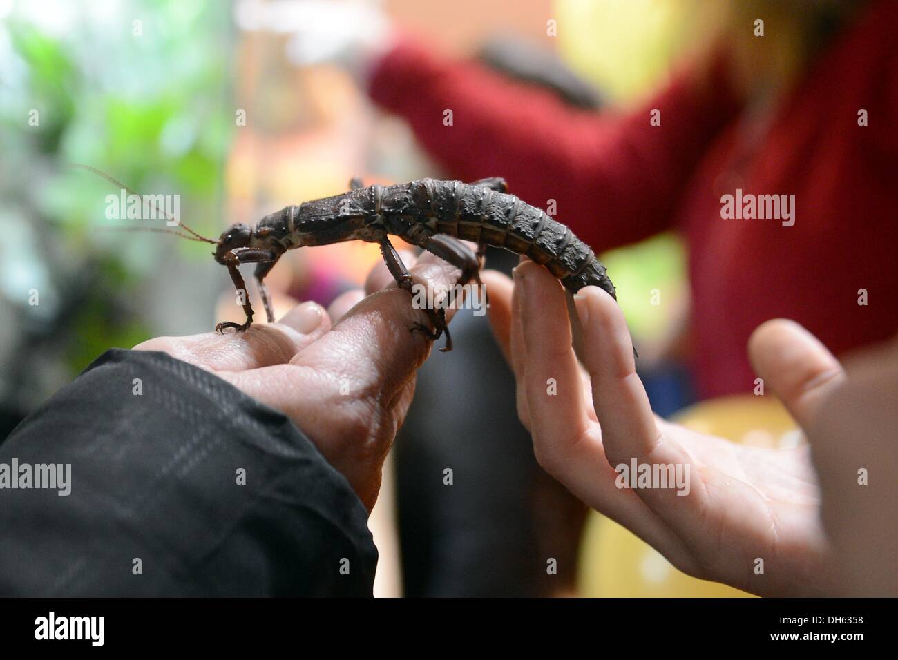 Berlin, Deutschland. 1. November 2013. Eine Gespenst Insekt sitzt ein Besucher einerseits an das Haustier Messe in Berlin, Deutschland, 1. November 2013. Die Messe findet statt vom 01 bis 03 November. Foto: BRITTA PEDERSEN/Dpa/Alamy Live News Stockfoto