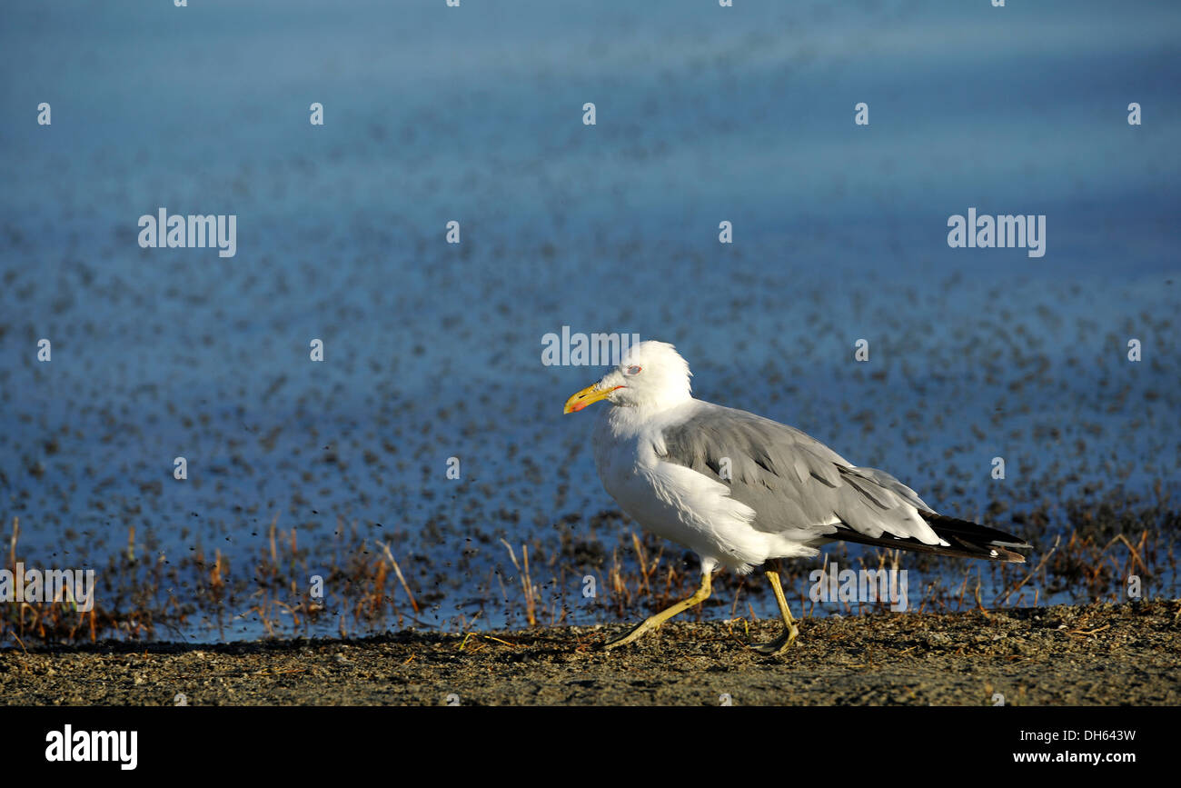 Kalifornien Gull (Larus Argentatus Californicus) Fütterung auf Brine Shrimps (Artemia Monica), fliegt umgeben von Shore (Ephydra Stockfoto