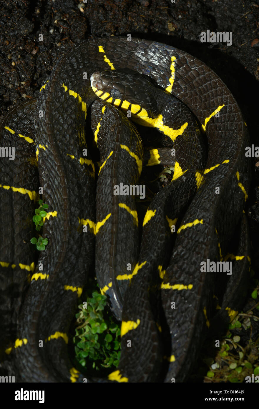 Gold-beringt Katze Giftschlange oder Mangroven Schlange (Boiga Dendrophila), gefunden in den tropischen Regenwäldern, Stuttgart Stockfoto