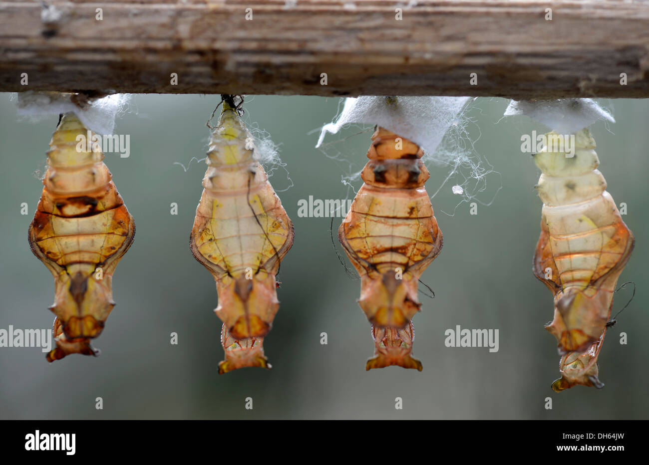 Papier, Kite, Reispapier oder großen Baum Nymphe Schmetterling (Idee Leuconoe), verlassene Kokons hängen an einem Zweig, Stuttgart Stockfoto