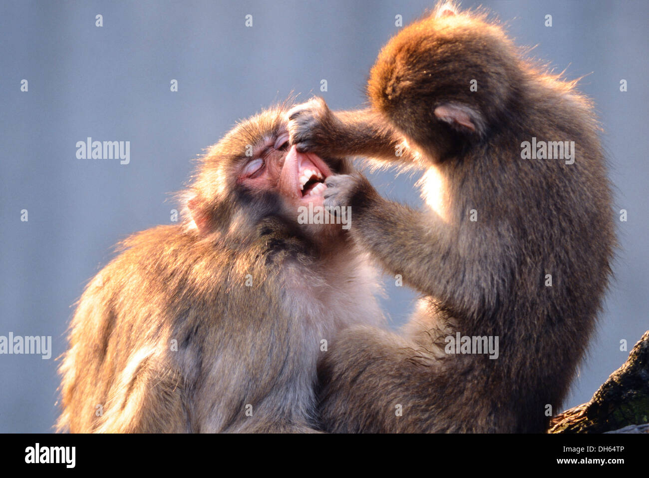 Japanischen Makaken oder Schnee-Affen (Macaca Fuscata), während gegenseitige Zahnpflege, Gefangenschaft, Baden-Württemberg, Deutschland Stockfoto
