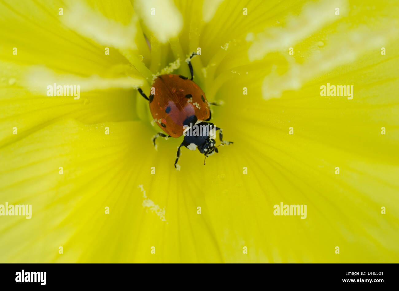 Evening Primrose [Oenothera Spp] in Nahaufnahme im Inneren Blume mit Seven-Spot Ladybird England UK Juli Stockfoto