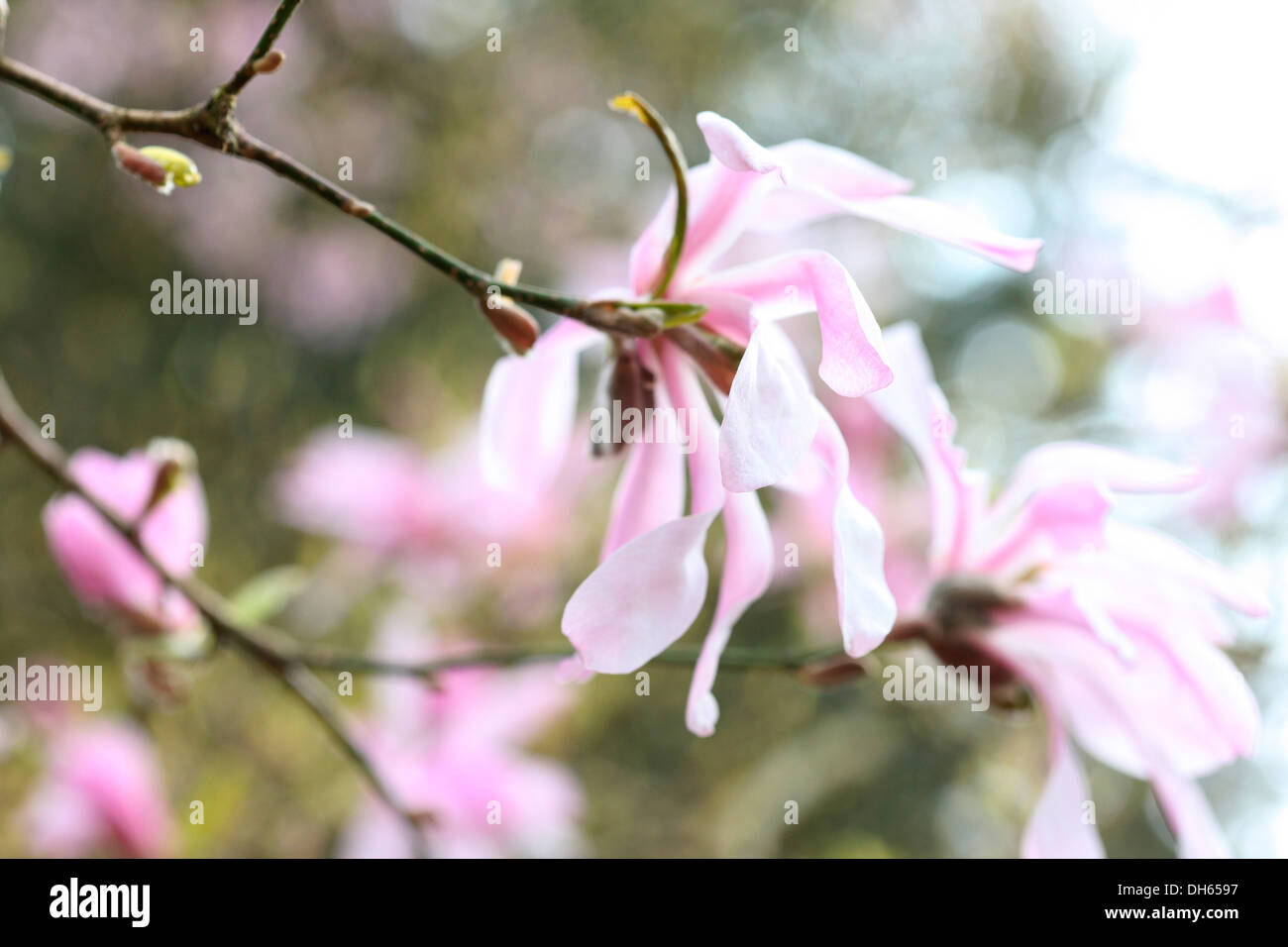 Anfang Frühling Saison Magnolienbaum Jane Ann Butler Fotografie JABP1025 Stockfoto