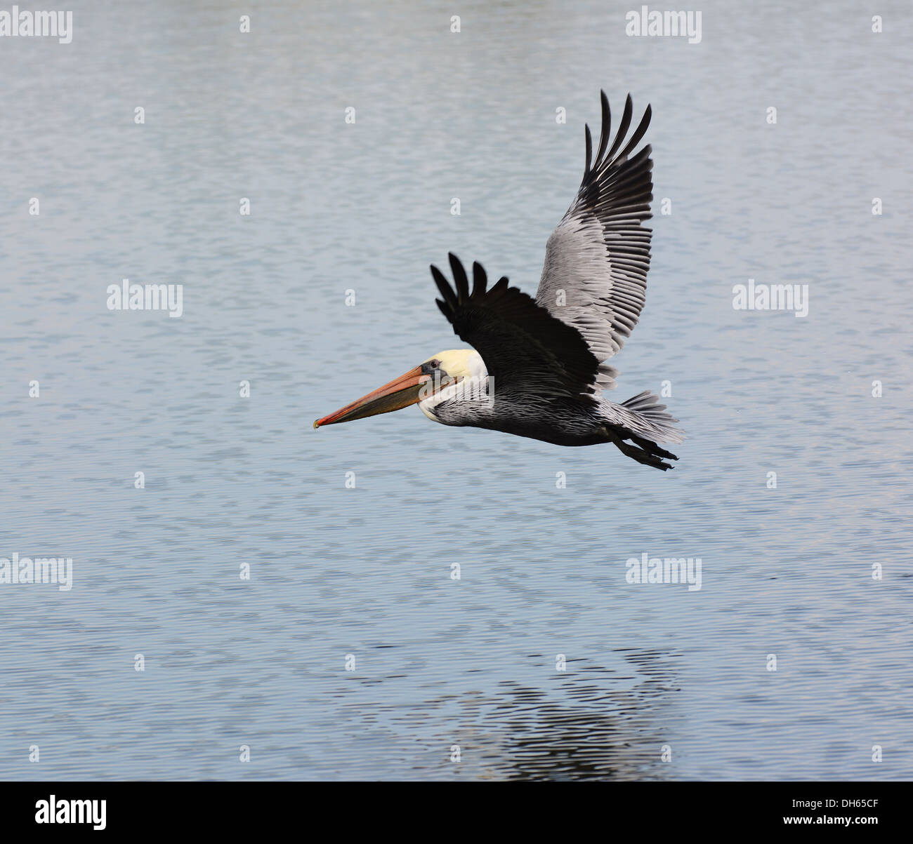 Braune Pelikane Pelecanus Occidentalis, entlang der südlichen und westlichen Küsten Leben und sind selten im Landesinneren. Stockfoto