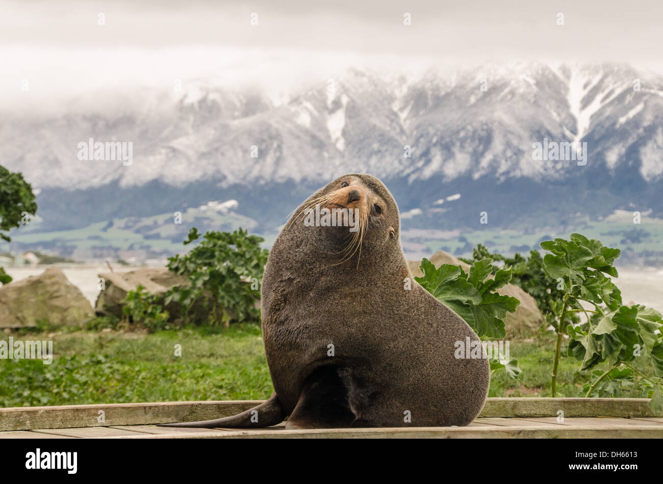 New Zealand Seebär, Kaikoura, Neuseeland Stockfoto