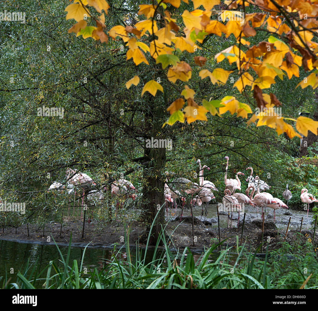 Flamingos am Wasser zu Hause im Londoner Zoo. Stockfoto
