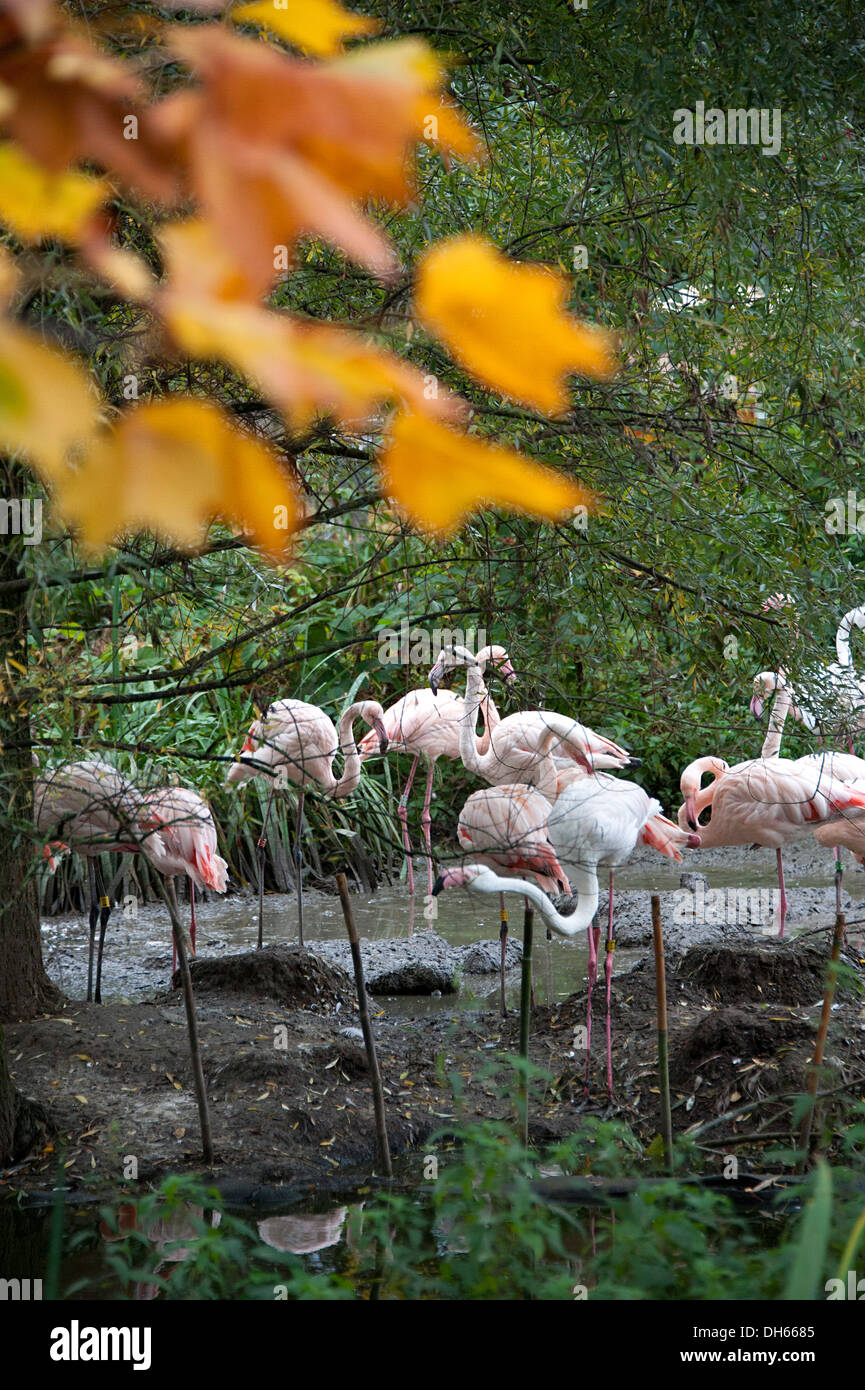 Flamingos am Wasser zu Hause im Londoner Zoo. Stockfoto