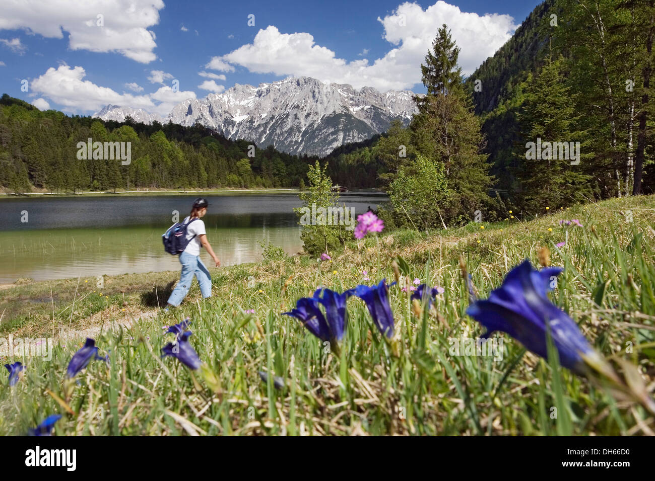 Junge Frau Wandern rund um Ferchensee See, Enzian Wiese, Clusius-Enzian (Gentiana Clusii), Werdenfelser Land, Oberbayern Stockfoto