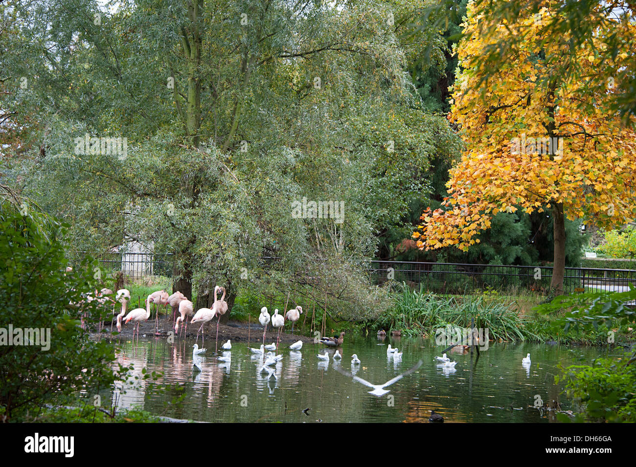 Flamingos am Wasser zu Hause im Londoner Zoo. Stockfoto