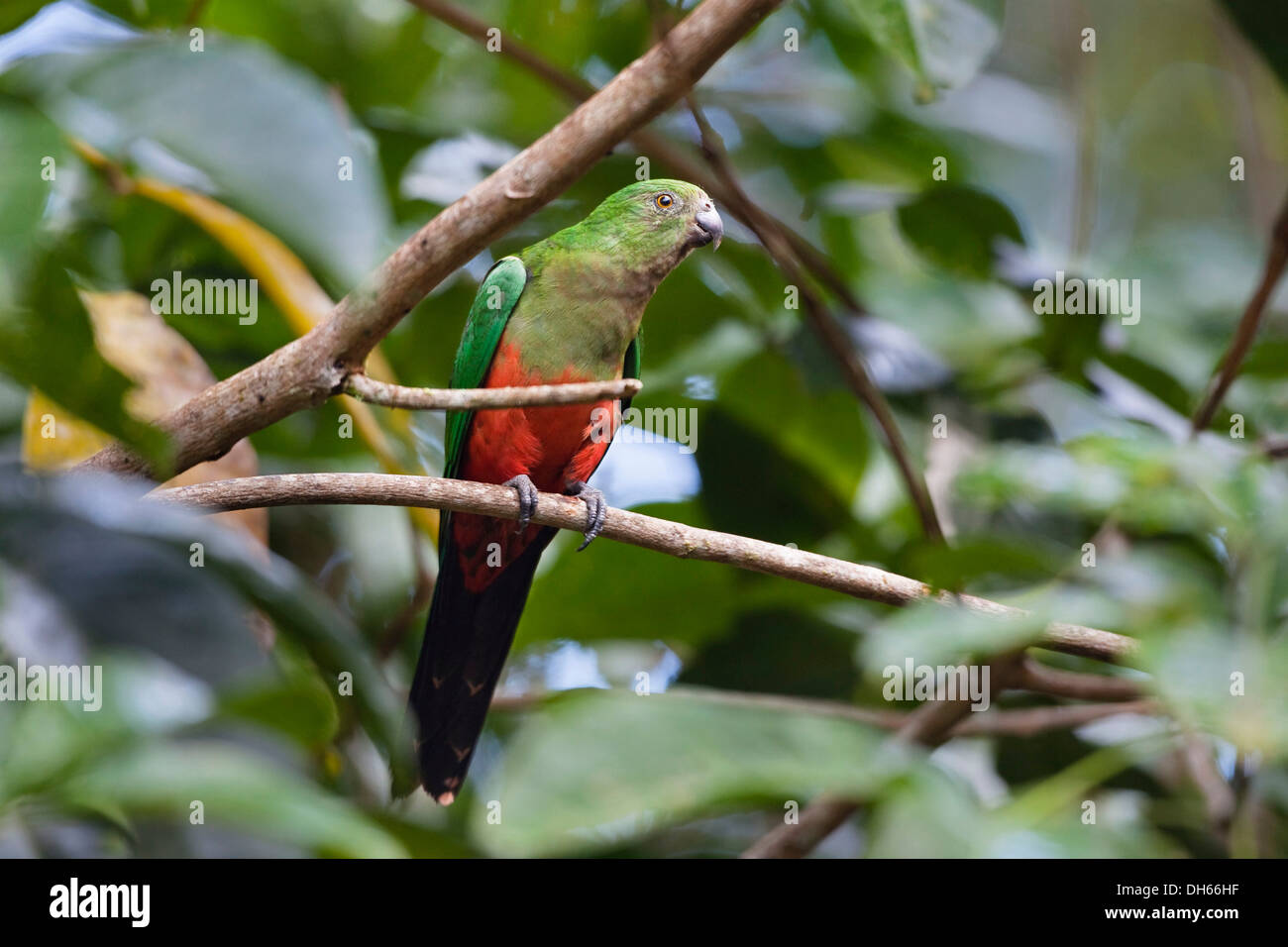 Australische König-Papagei (Alisterus Scapularis), Weiblich, Regenwald, Atherton Tablelands, Queensland, Australien Stockfoto