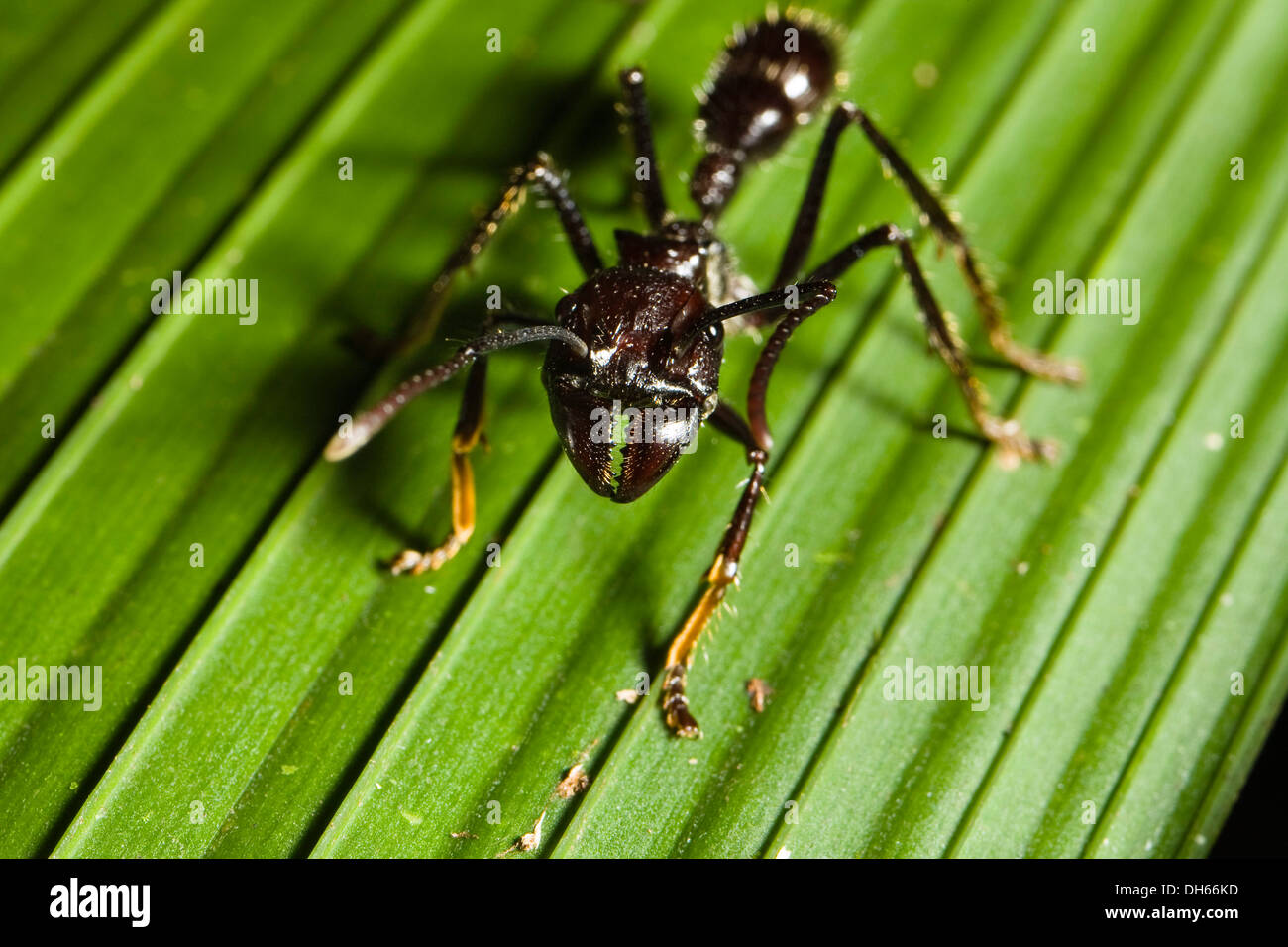 Geringerer Jagd Riesenameise, Conga Ant oder Bullet Ant (Paraponeragroße Clavata) im Tiefland-Regenwald Braulio Carrillo Nationalpark Stockfoto