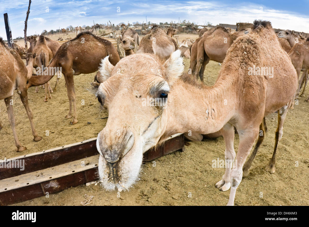 Dromedar Kamel Kamele (Camelus Dromedarius), Markt in Sebha, Libyen, Afrika Stockfoto
