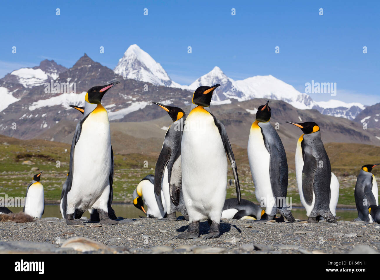 König Penguins (Aptenodytes Patagonicus), St. Andrews Bay, Antarktis, Südgeorgien und Sub-Antarktis Stockfoto