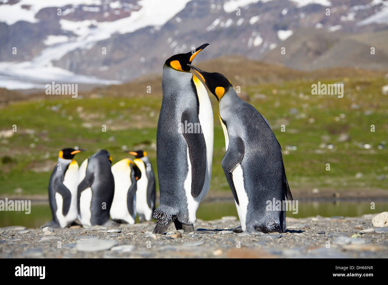 König Penguins (Aptenodytes Patagonicus), St. Andrews Bay, Antarktis, Südgeorgien und Sub-Antarktis Stockfoto