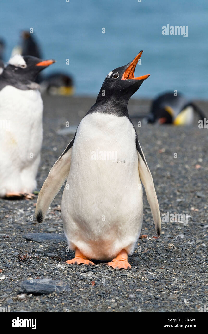 Gentoo Penguin (Pygoscelis Papua), telefonieren, Gold Harbour, Südgeorgien, Sub-Antarktis und Antarktis Stockfoto