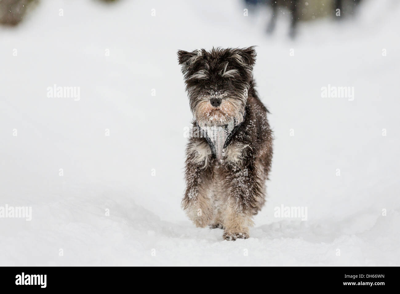 Terrier-Mix, Hund im Schnee, Deutschland Stockfoto